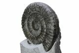 Spiny Jurassic Ammonite (Apoderoceras) Fossil - England #243511-2